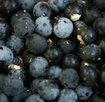 acai berries in green powder superdrink