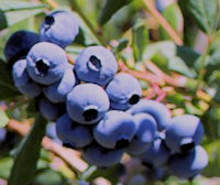 Psterostilbene Sourced from blueberrries