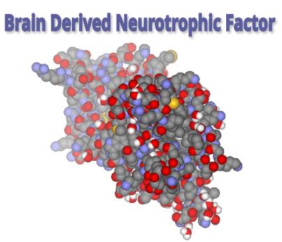 brain derived neurotrophic factor