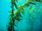 kelp in green powder superdrink