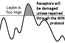 leptin receptors will be damaged