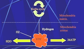 Hydrogen fuels the mitochondria