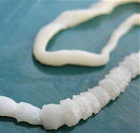tape worm